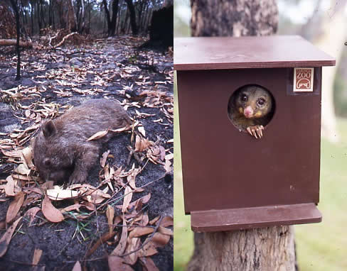 Bushfire Animals